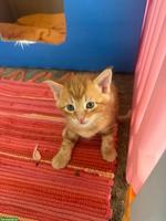 2 Kätzchen, rot getigerter Kater & schwarzes Weibchen