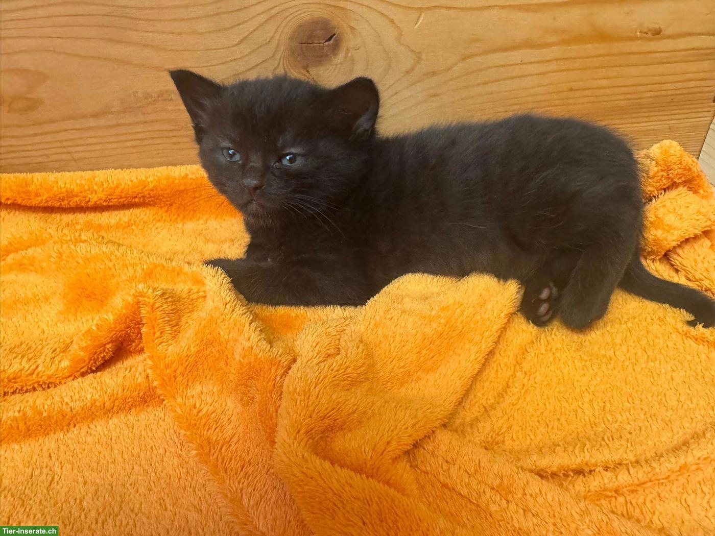Bild 2: 2 Kätzchen, rot getigerter Kater & schwarzes Weibchen