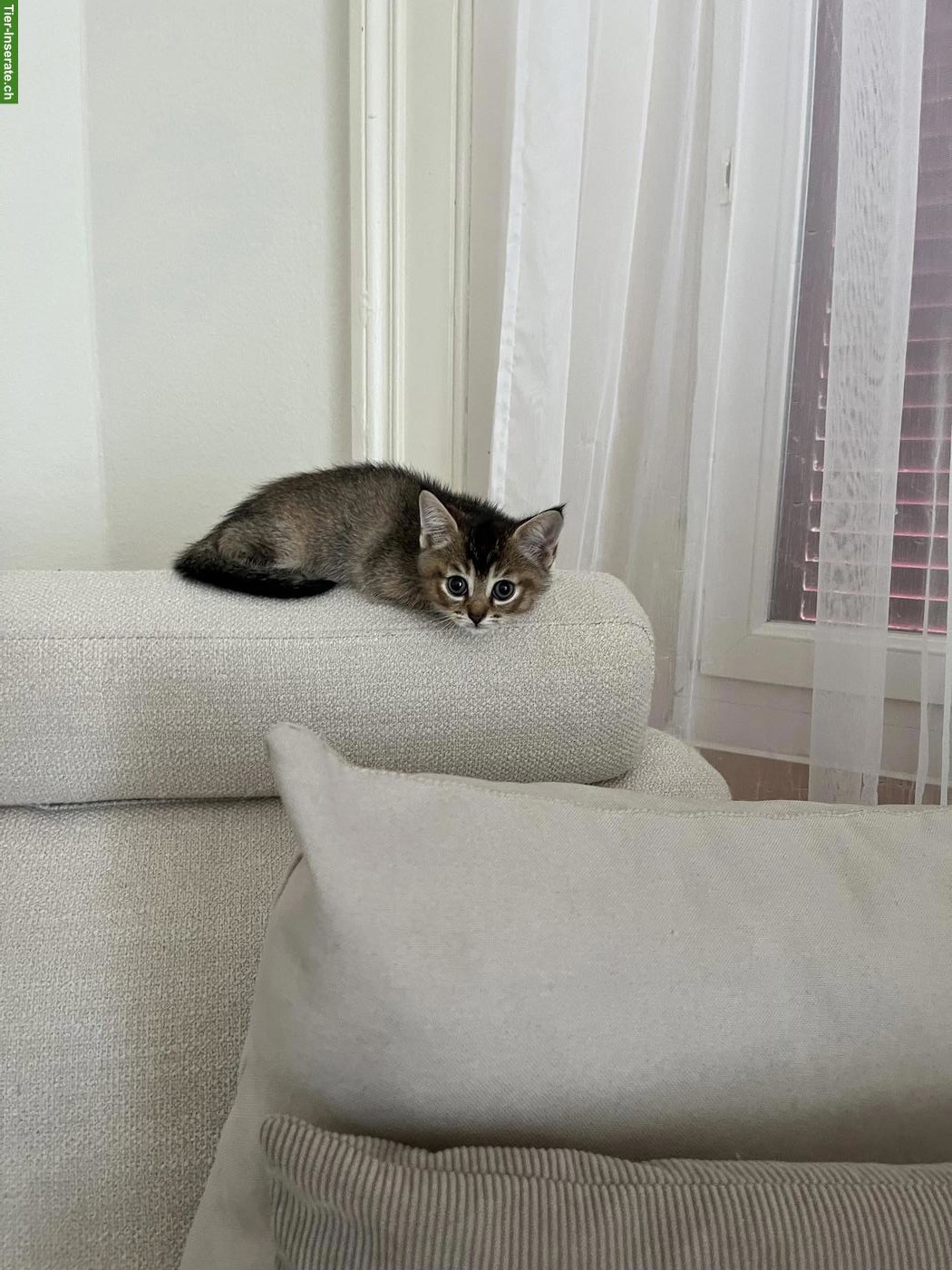 BKH Kitten, chinchilla suchen liebes Zuhause