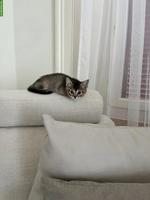 BKH Kitten, chinchilla suchen liebes Zuhause
