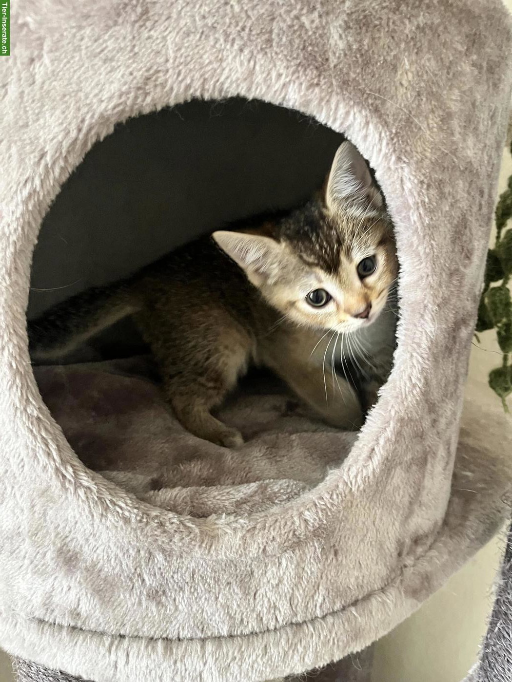 Bild 2: BKH Kitten, chinchilla suchen liebes Zuhause