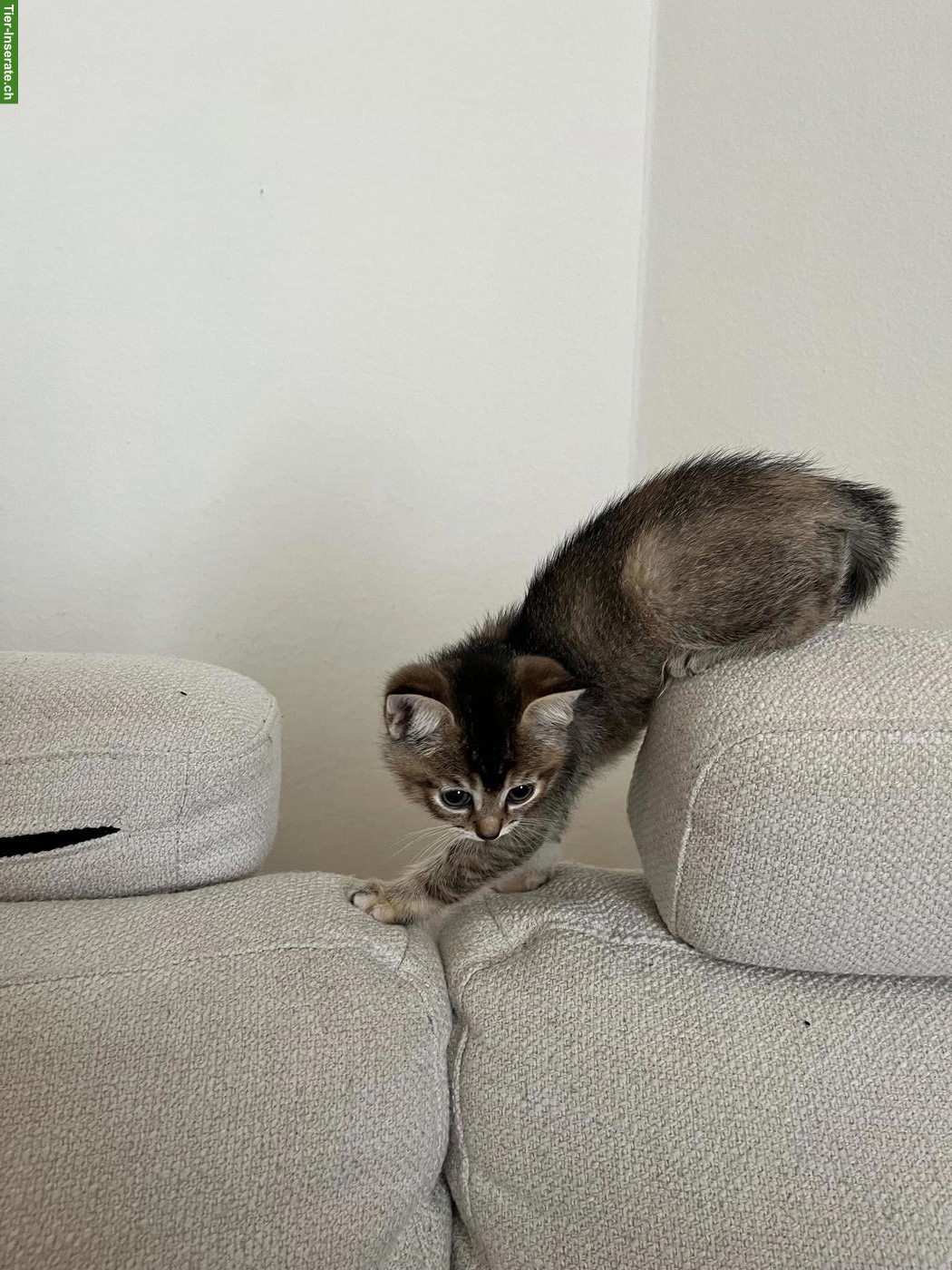 Bild 3: BKH Kitten, chinchilla suchen liebes Zuhause