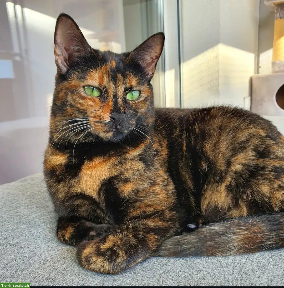 Schildpattkatze Mia sucht liebevolles Zuhause