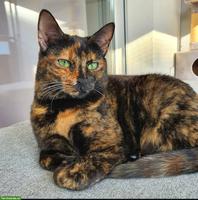 Schildpattkatze Mia sucht liebevolles Zuhause