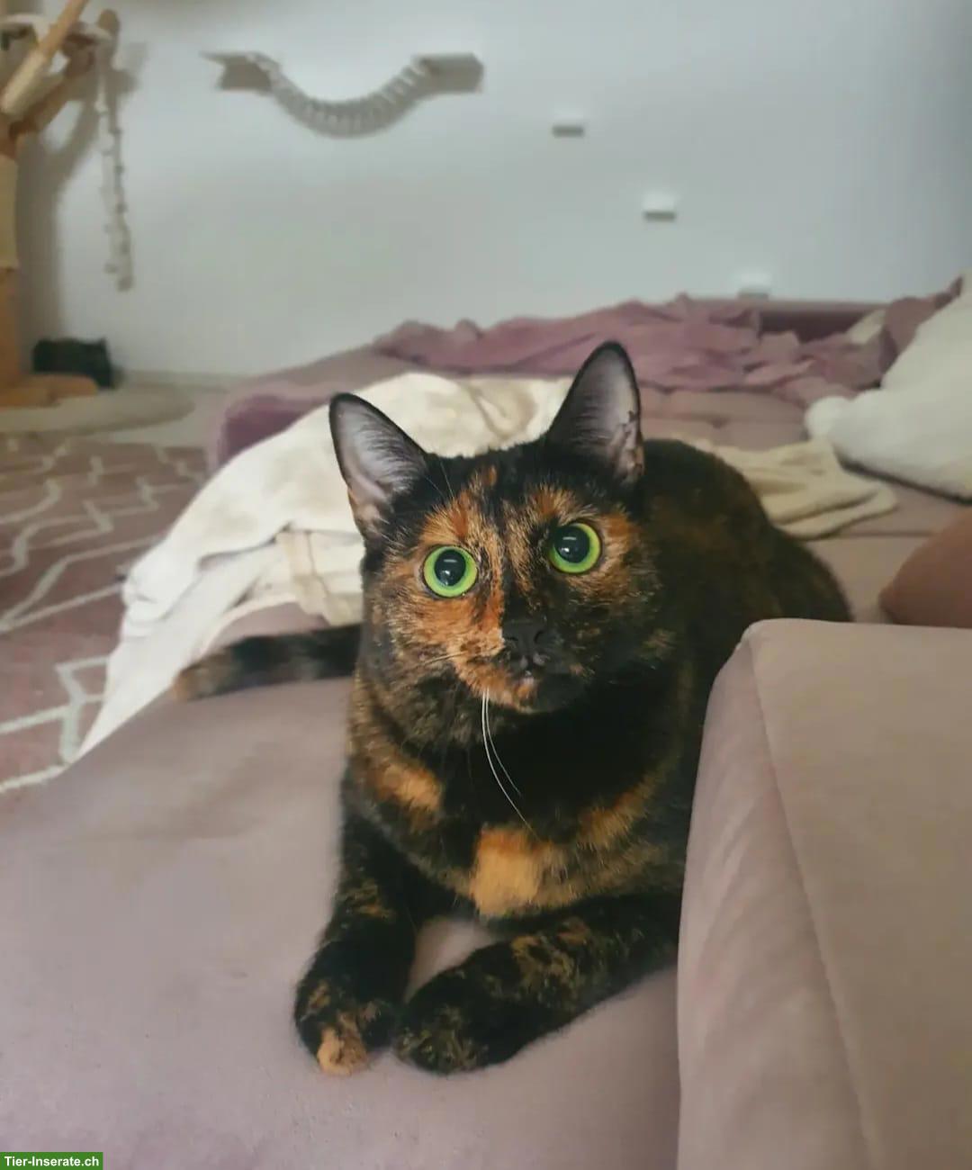 Bild 2: Schildpattkatze Mia sucht liebevolles Zuhause