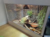 Zwergbartagame mit Terrarium zu verkaufen
