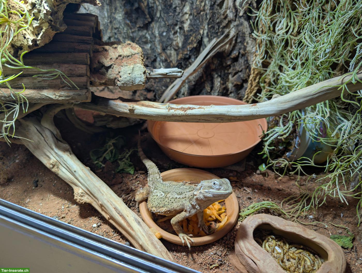 Bild 2: Zwergbartagame mit Terrarium zu verkaufen