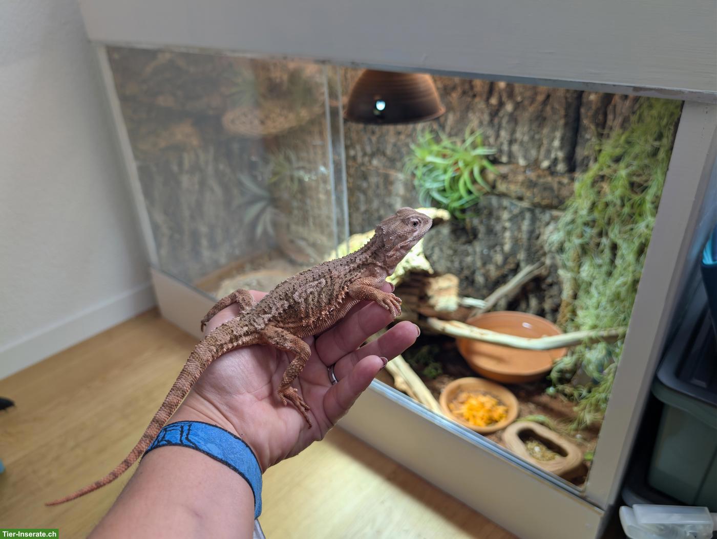 Bild 3: Zwergbartagame mit Terrarium zu verkaufen