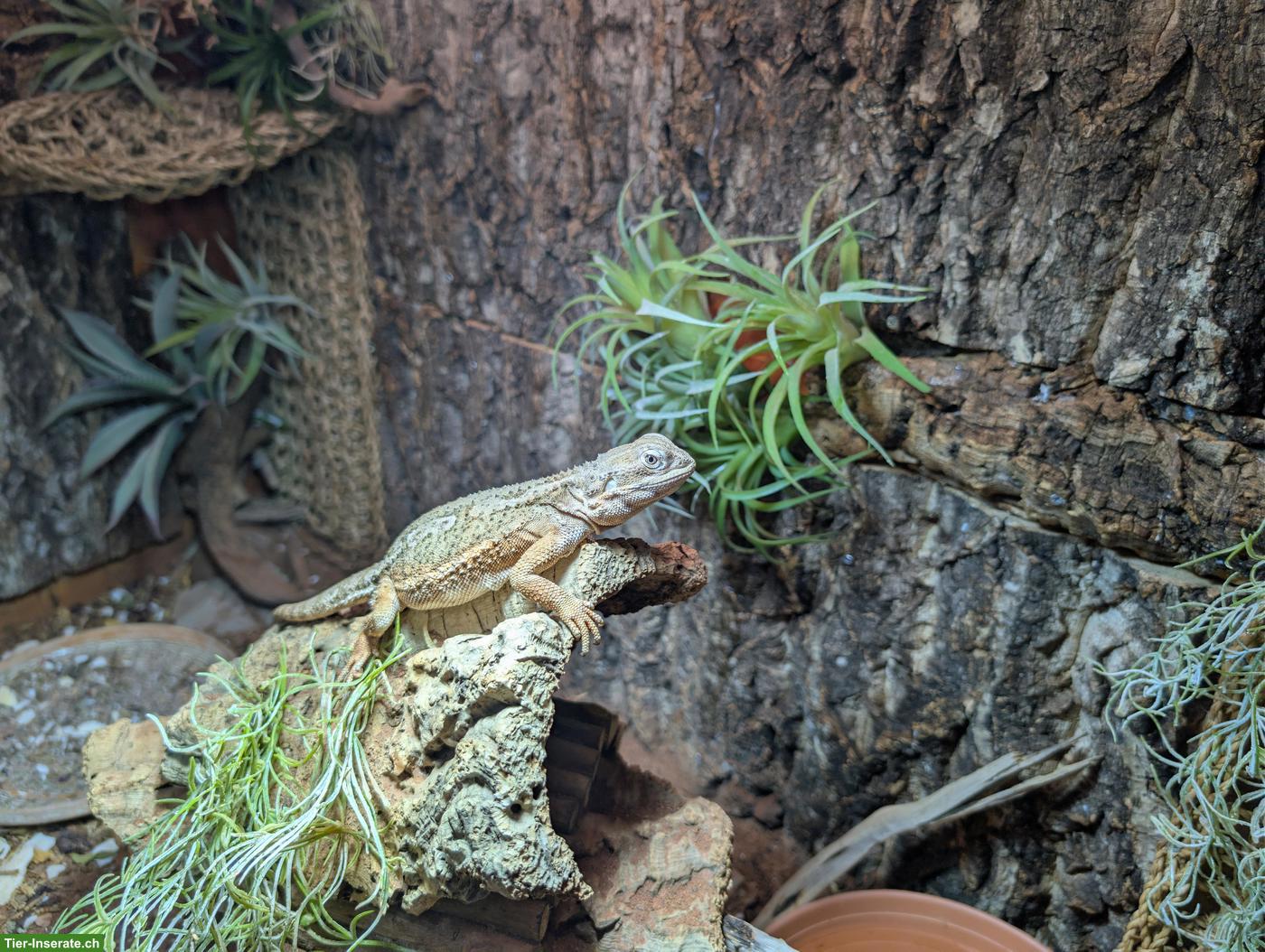 Bild 4: Zwergbartagame mit Terrarium zu verkaufen