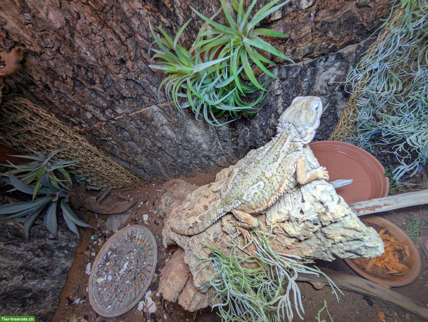 Bild 5: Zwergbartagame mit Terrarium zu verkaufen