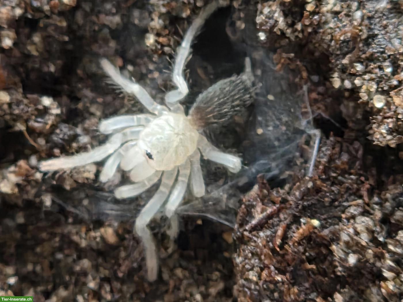 Vogelspinne Sahydroaraneus raja 0.01