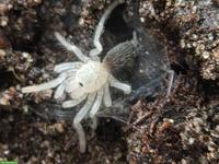Vogelspinne Sahydroaraneus raja 0.01