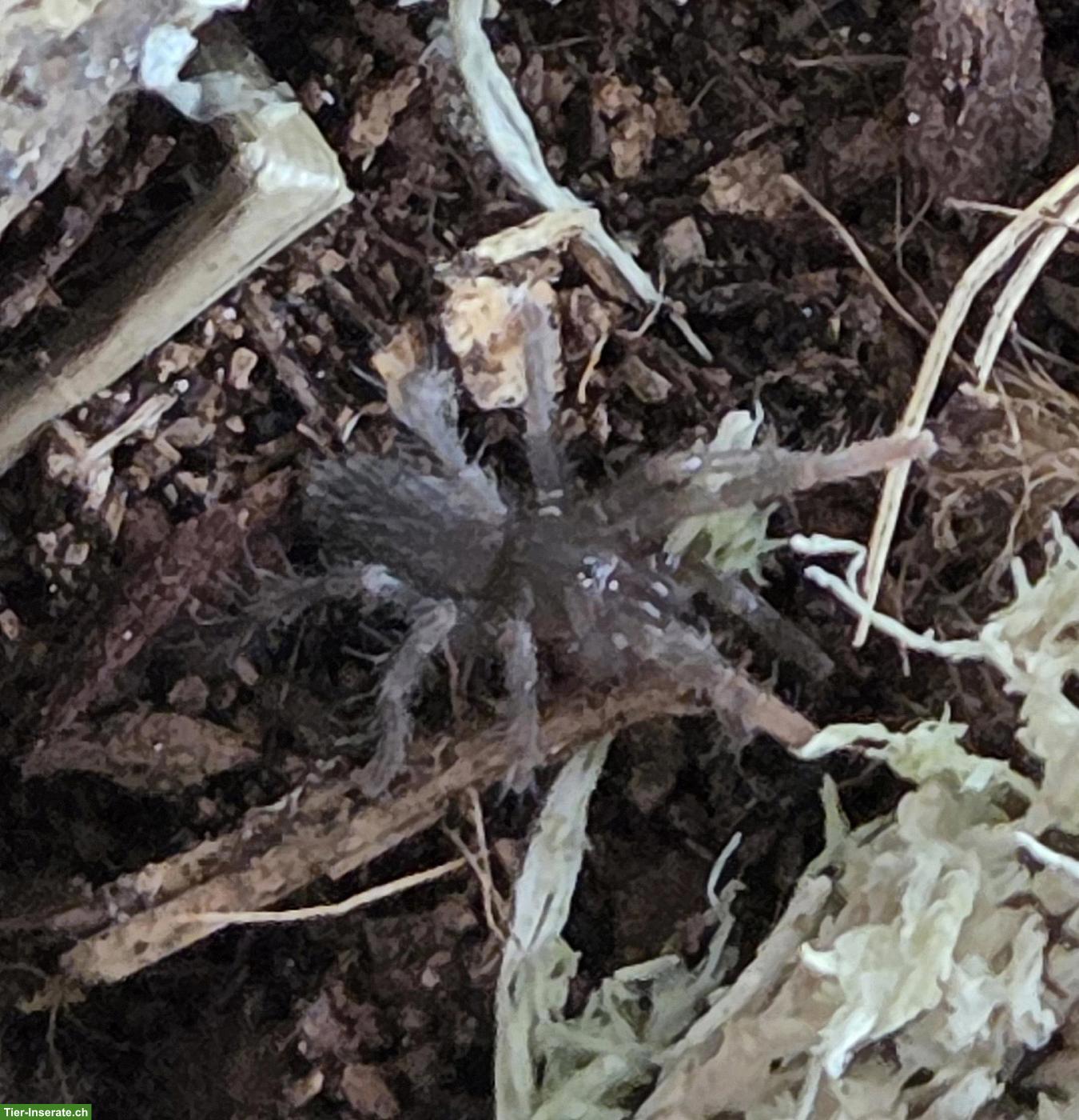 Bild 2: Vogelspinne Sahydroaraneus raja 0.01