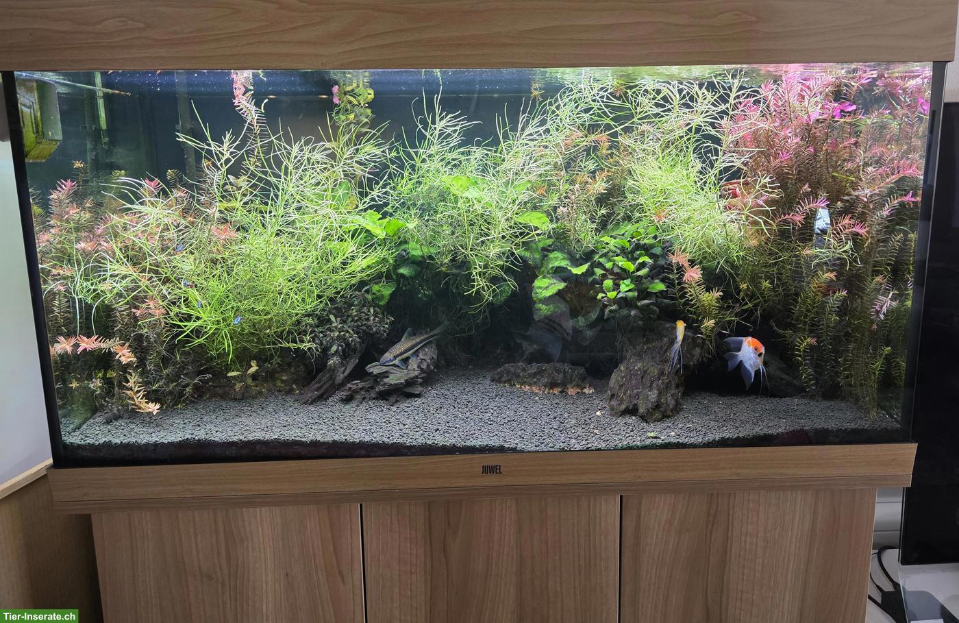 Juwel Aquarium 350 Liter mit komplettem Inhalt