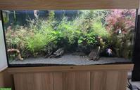 Juwel Aquarium 350 Liter mit komplettem Inhalt