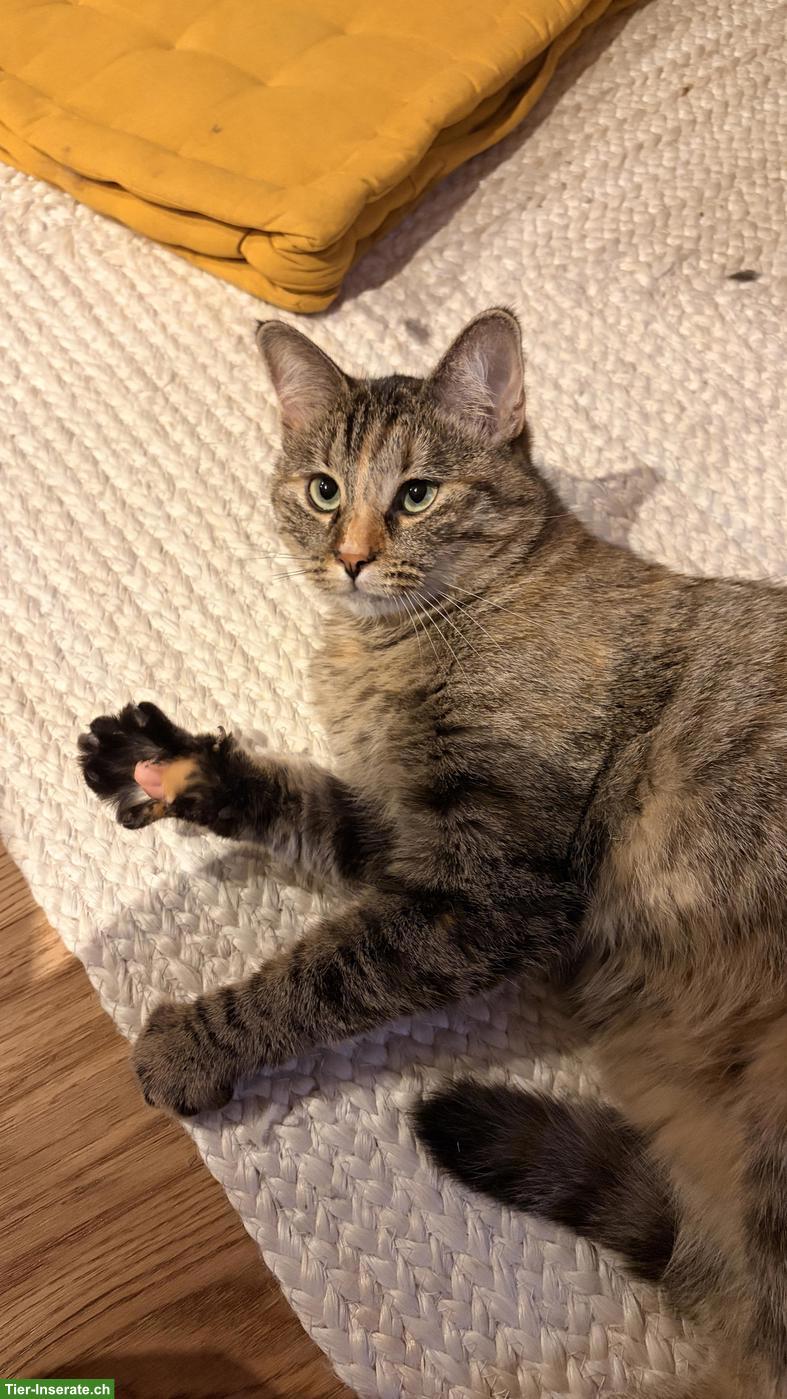 Suche Deckkater für meine Katze