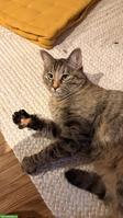 Suche Deckkater für meine Katze