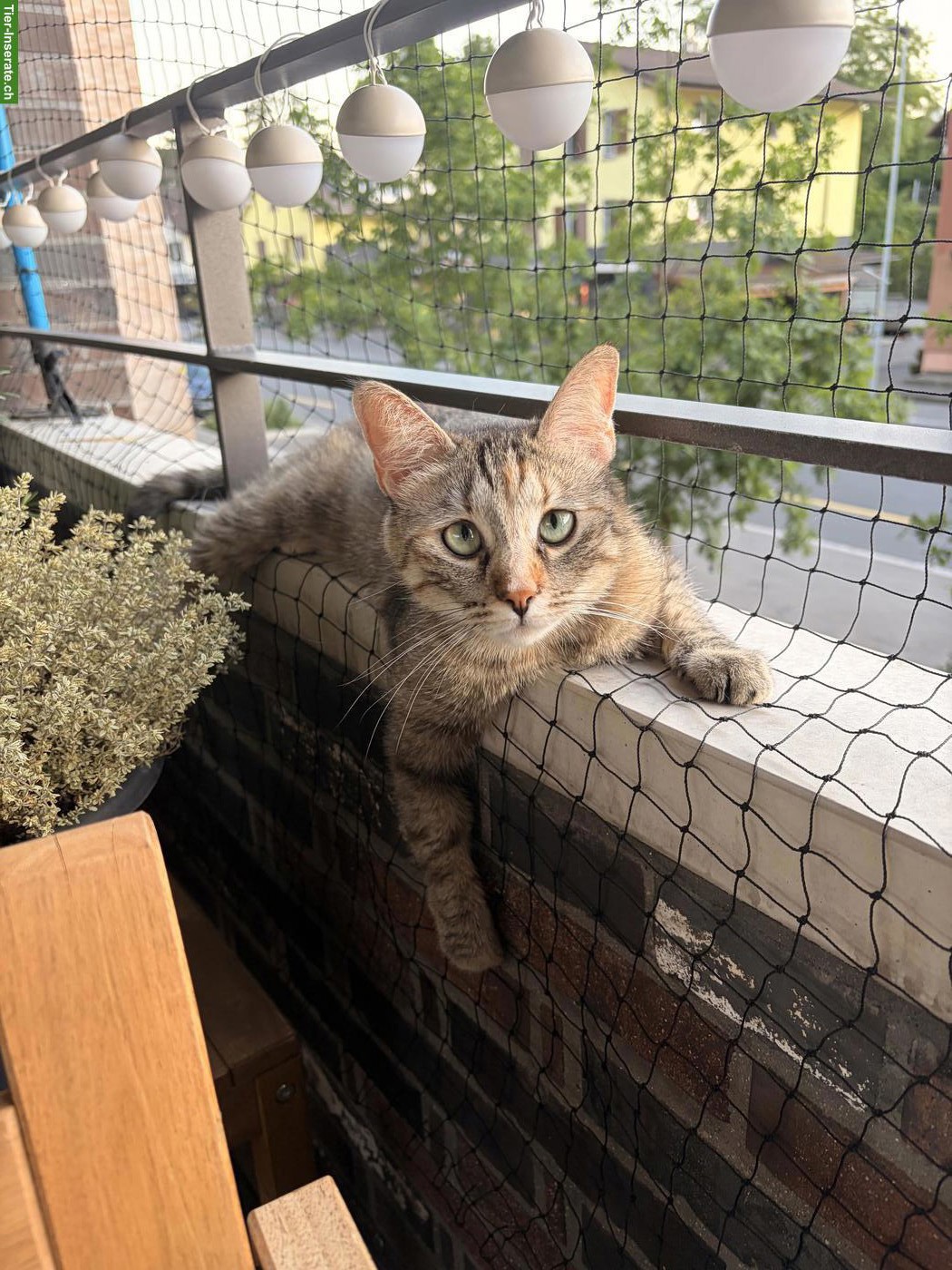 Bild 2: Suche Deckkater für meine Katze