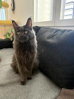 Reinrassige Maine Coon Katze sucht Lebensplatz