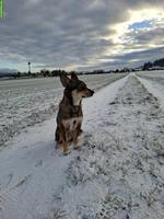 Mischlingsrüde Sammy sucht neues Zuhause