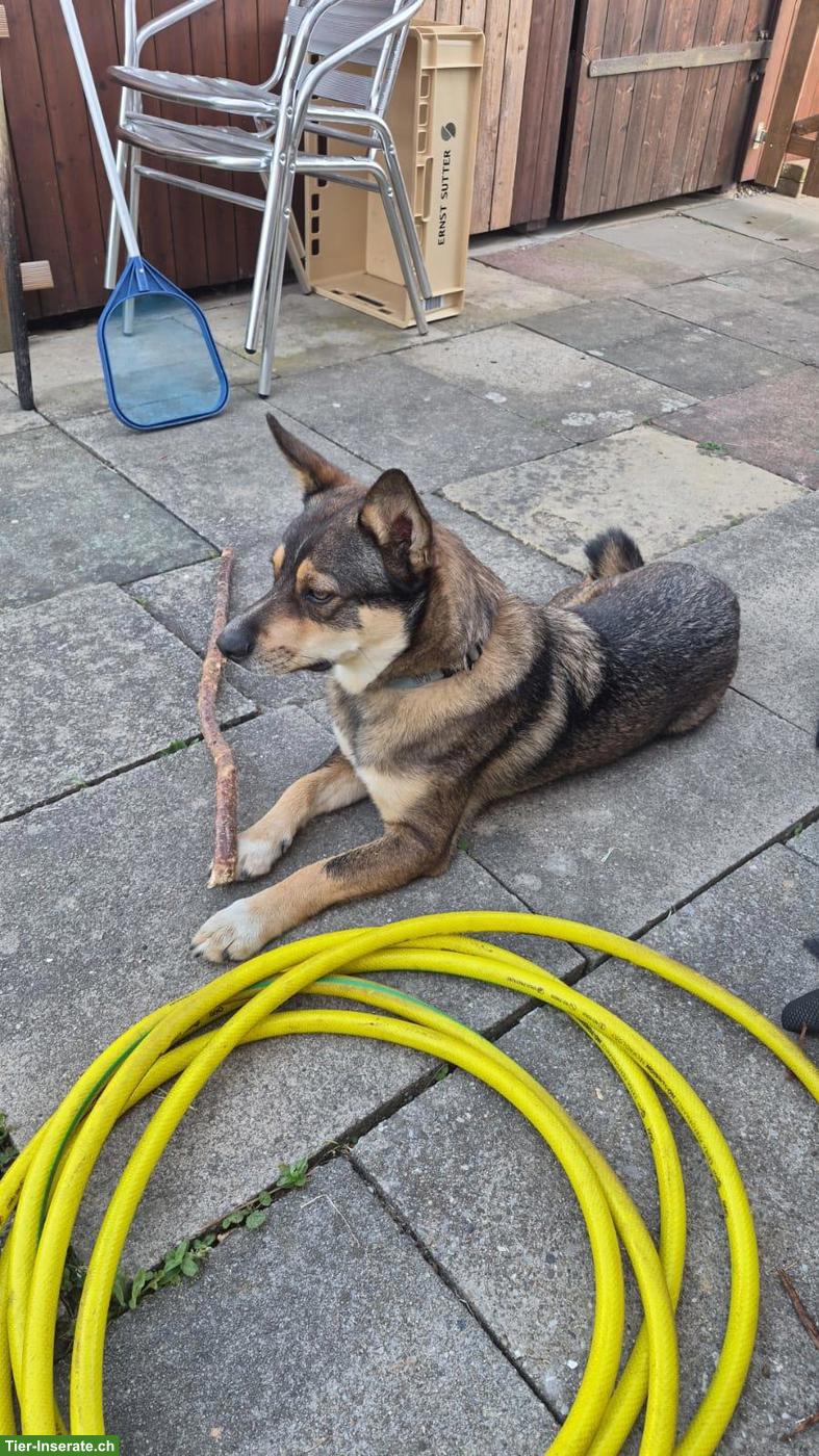 Bild 3: Mischlingsrüde Sammy sucht neues Zuhause