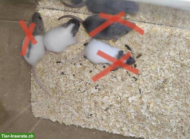 Süsse Rattenbabys, handzahm