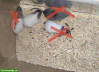 Süsse Rattenbabys, handzahm