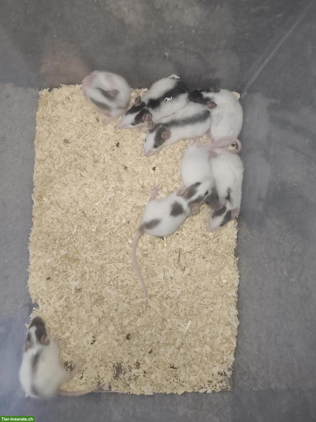 Bild 2: Süsse Rattenbabys, handzahm