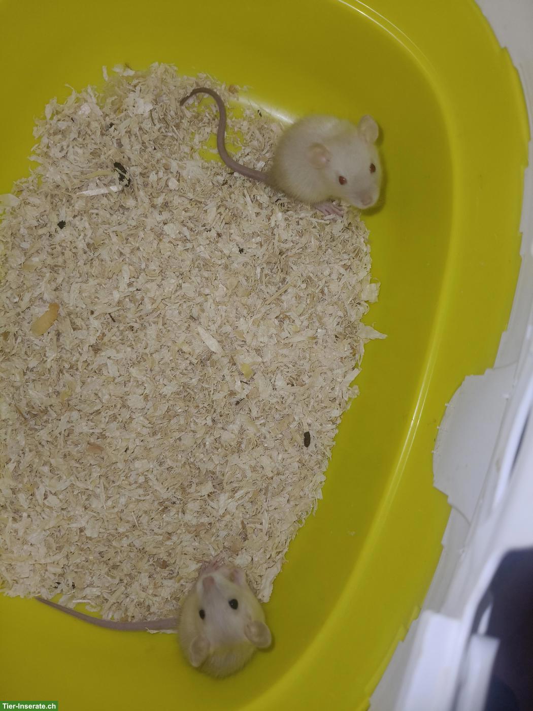 Bild 3: Süsse Rattenbabys, handzahm