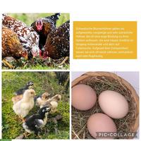 Schwedisches Blumenhuhn, Küken