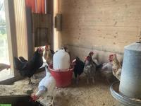 Grünleger, Marans, diverse 1-jährige Hühner zu verkaufen