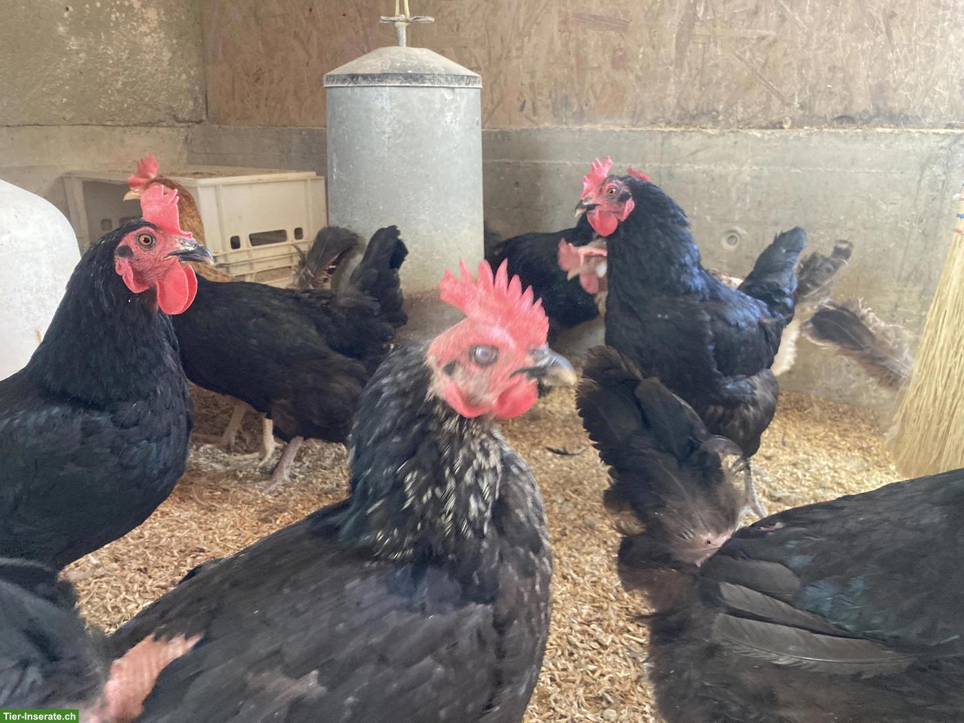 Bild 3: Grünleger, Marans, diverse 1-jährige Hühner zu verkaufen