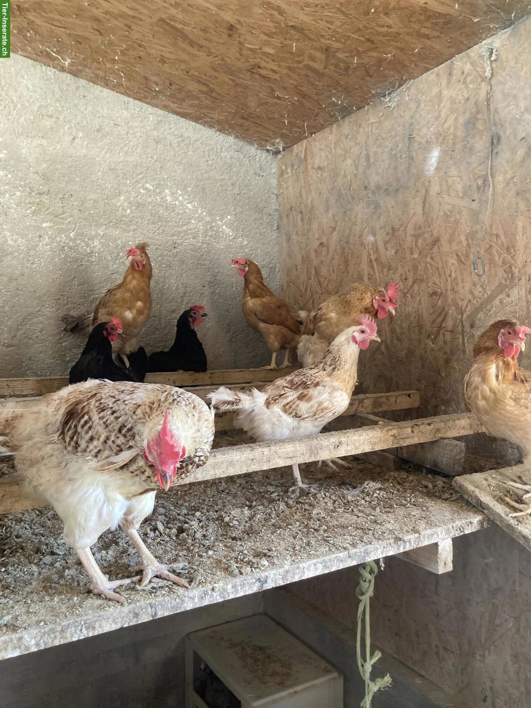 Bild 4: Grünleger, Marans, diverse 1-jährige Hühner zu verkaufen