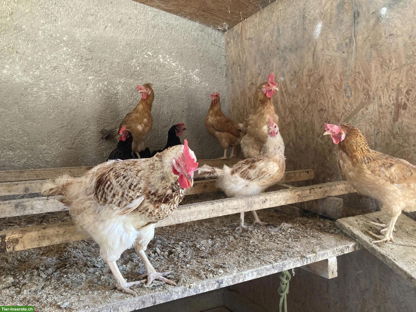 Bild 6: Grünleger, Marans, diverse 1-jährige Hühner zu verkaufen