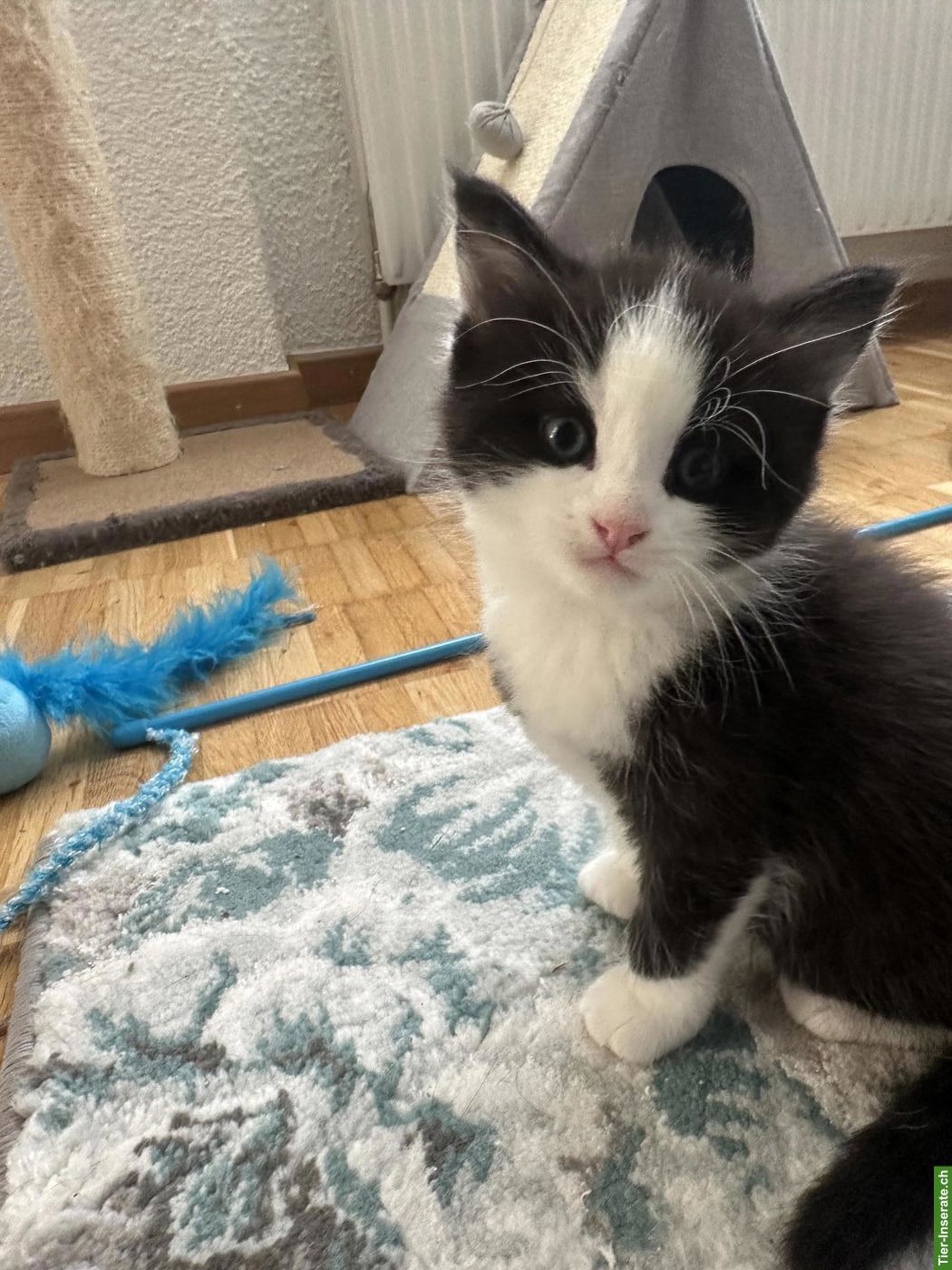 Bild 4: Süsse BKH-Waldkatzen Mix Kätzchen suchen neues Zuhause