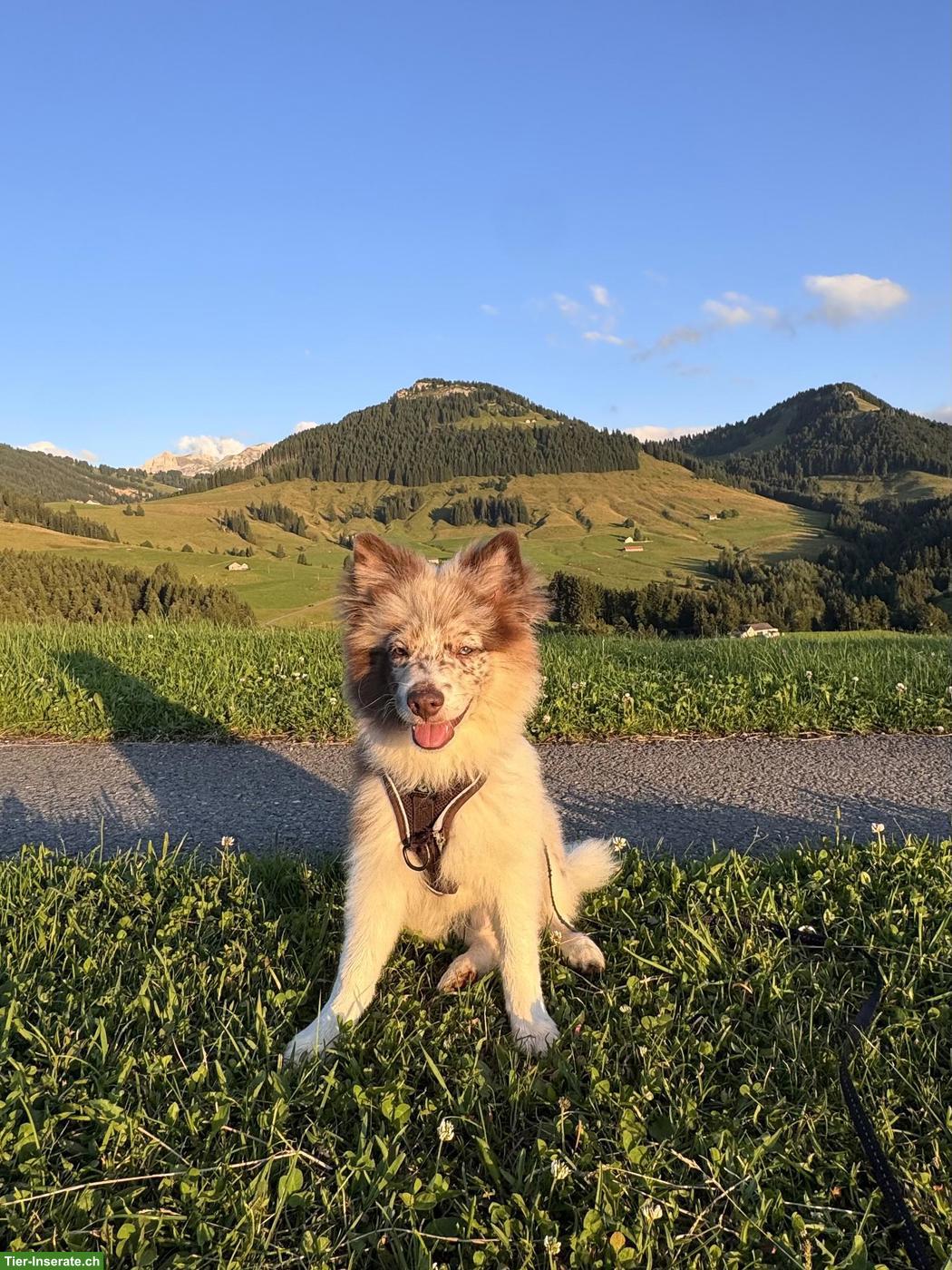 Grossspitz Rüde zu verkaufen