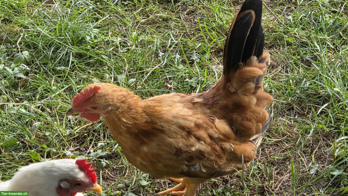Junge Chabo Hähne zu verkaufen