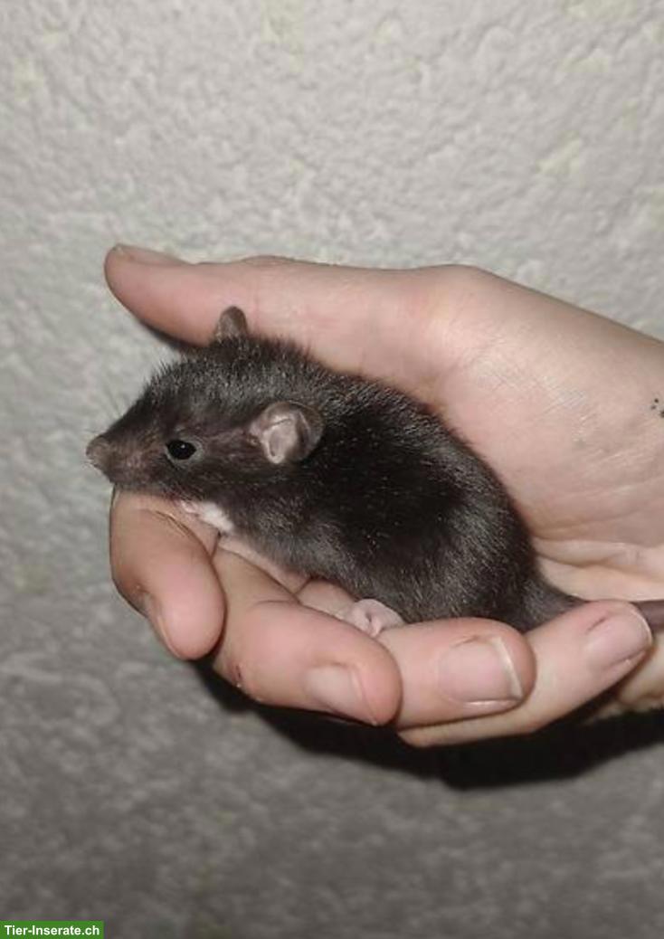 2 süsse Ratten Männchen suchen Zuhause