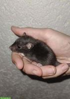 2 süsse Ratten Männchen suchen Zuhause
