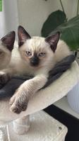 Süsses Siam Kitten zu verkaufen