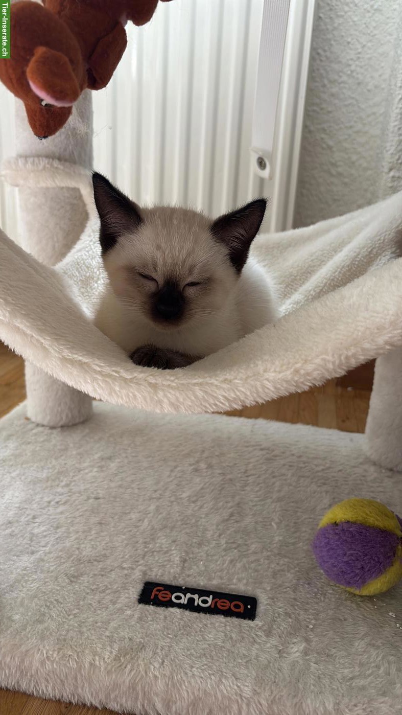 Bild 2: Süsses Siam Kitten zu verkaufen