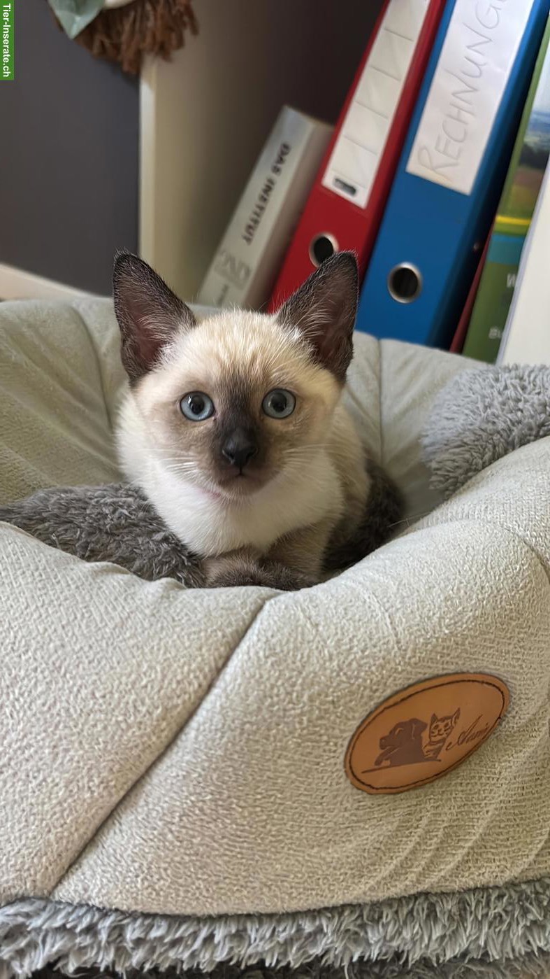 Bild 3: Süsses Siam Kitten zu verkaufen
