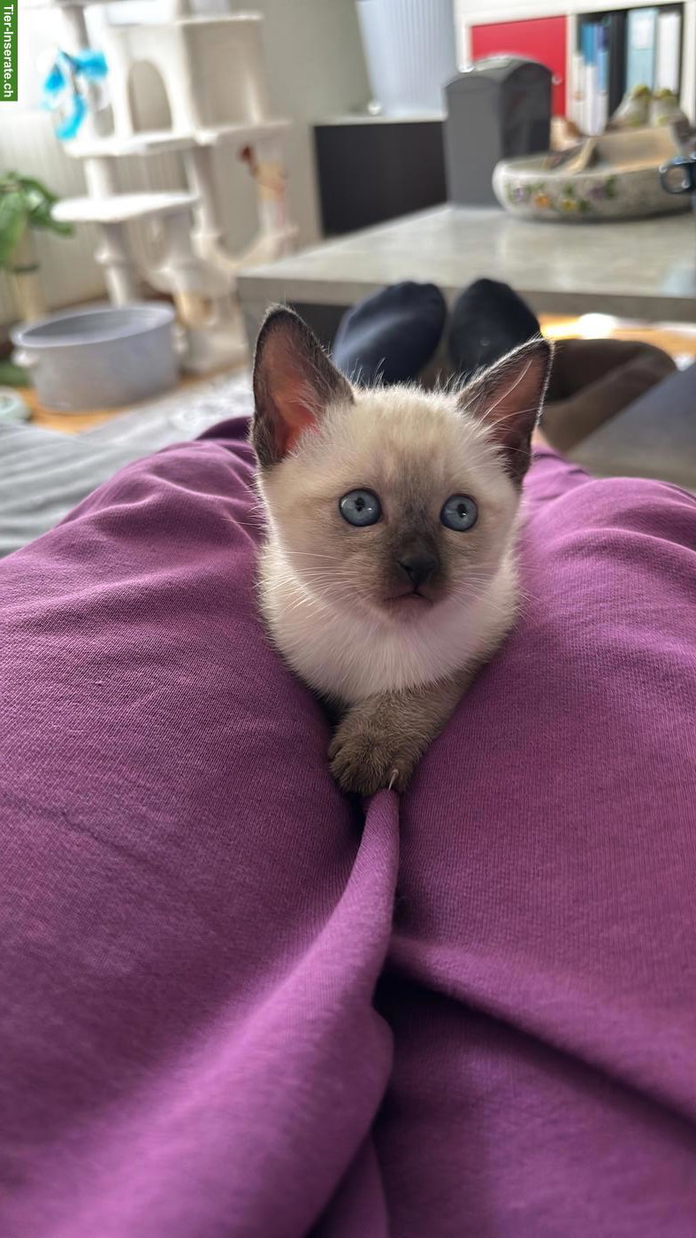 Bild 4: Süsses Siam Kitten zu verkaufen