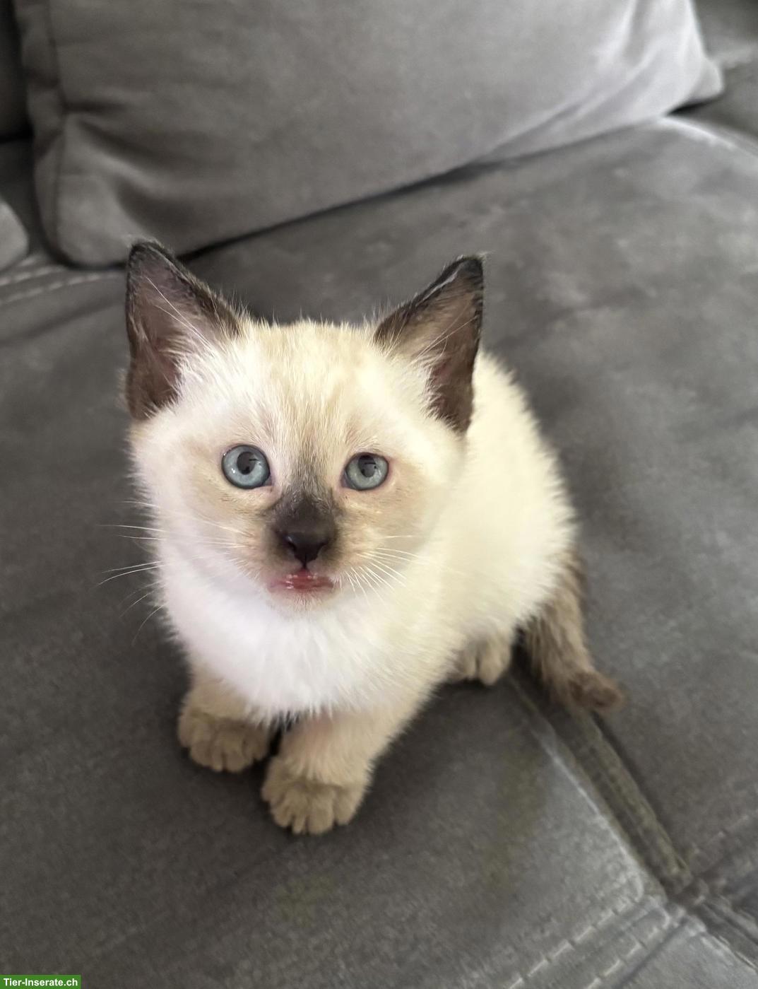 Bild 5: Süsses Siam Kitten zu verkaufen
