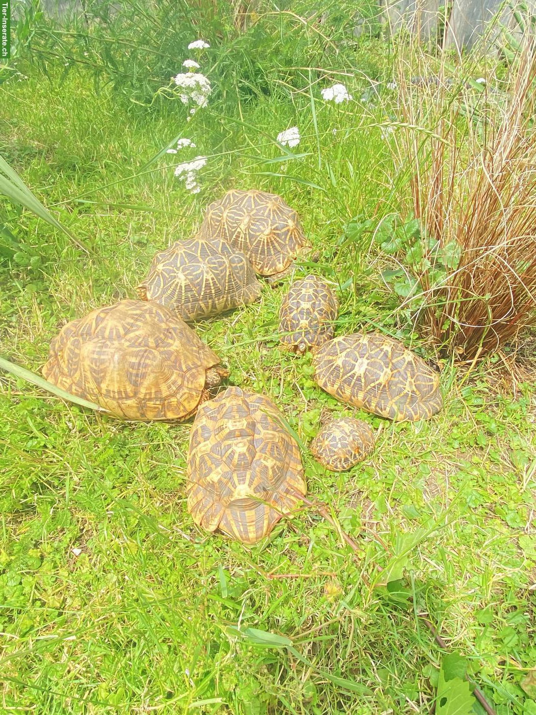 Indische Sternschildkröten Gruppe (3.3.1)
