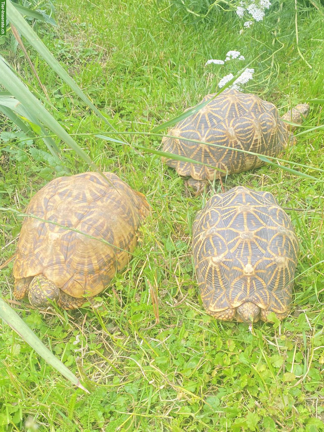 Bild 2: Indische Sternschildkröten Gruppe (3.3.1)