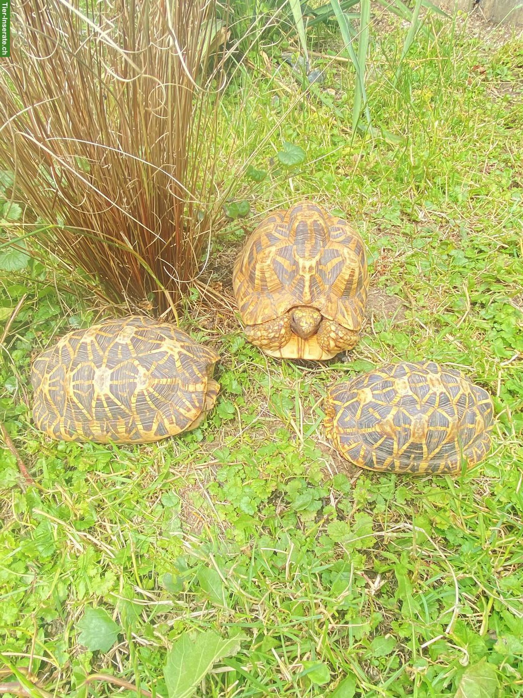 Bild 3: Indische Sternschildkröten Gruppe (3.3.1)