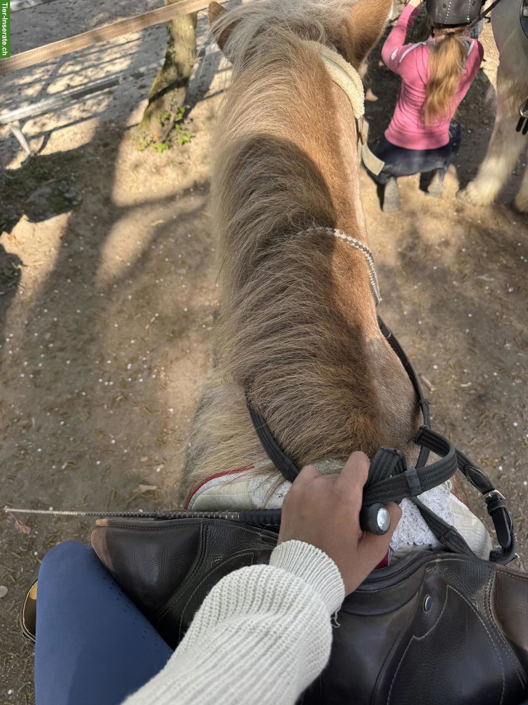 Reitbeteiligung/Pflegebeteiligung gesucht im Raum Aarau