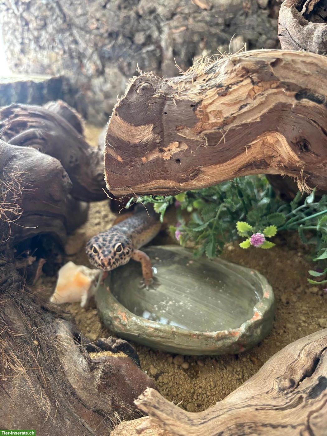 Leopardgecko mit kompletter Ausstattung abzugeben