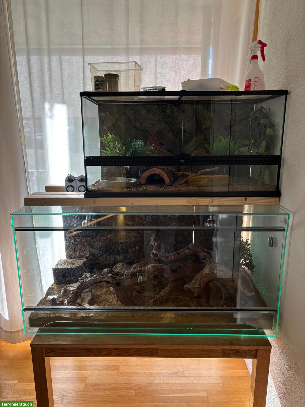 Bild 2: Leopardgecko mit kompletter Ausstattung abzugeben